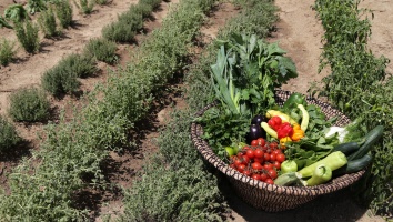 From farm to table, at Trésor Hotels & Resorts